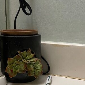 Chic Black Planter with Vibrant Succulents